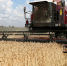 Аграрии Омской области перешагнули экватор по уборке зерновых культур - Сетевое издание Заря-Полтавка